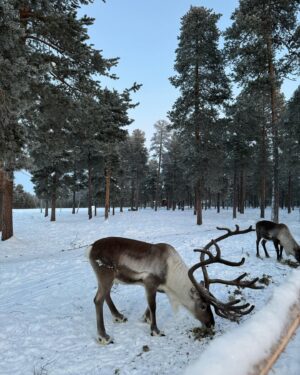 Marc Muniesa Instagram - Reindeer Farm🫎😍