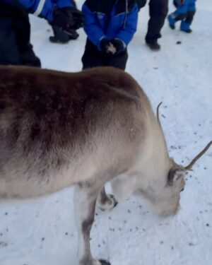 Marc Muniesa Instagram - Reindeer Farm🫎😍
