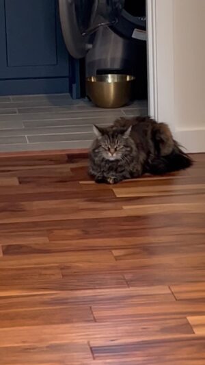 Marcel Cunningham Instagram - Day 1 of trying to make my gf’s cat love me