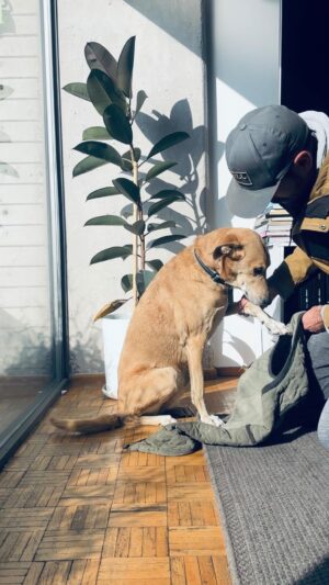 Marco Tostado Instagram - Todos quisiéramos eso 🐕