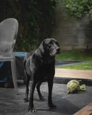 Marco Zunino Instagram - Durante un rodaje en la reconocida Quinta Heeren, @marcozunino_of conoció a Tyson, un perro que siempre se acercaba a él. Todos le decían, “ya te escogió”, pero Marco pensaba que con su estilo de vida y tantos viajes, no estaba preparado para adoptar.

En el último día de rodaje, mientras Marco descansaba, Tyson se sentó a su lado y lo miró fijamente. En ese momento, Marco entendió y le dijo: “sí, nos vamos a casa.”

Así comenzó su historia juntos, una historia de compañía y lealtad que transformó sus vidas para siempre. 🖤🐾