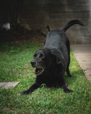 Marco Zunino Instagram - Durante un rodaje en la reconocida Quinta Heeren, @marcozunino_of conoció a Tyson, un perro que siempre se acercaba a él. Todos le decían, “ya te escogió”, pero Marco pensaba que con su estilo de vida y tantos viajes, no estaba preparado para adoptar.

En el último día de rodaje, mientras Marco descansaba, Tyson se sentó a su lado y lo miró fijamente. En ese momento, Marco entendió y le dijo: “sí, nos vamos a casa.”

Así comenzó su historia juntos, una historia de compañía y lealtad que transformó sus vidas para siempre. 🖤🐾
