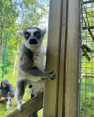 Marcus Gunnarsen Instagram - MET MY FAVORITE ANIMAL🥹🥹 You can tell he likes me a lot… I gave him apples, and he gave me life advices.