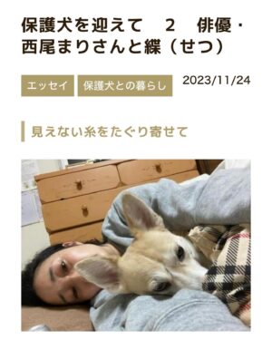 Mari Nishio Instagram - えええっと。だらしない人間が横たわってる印象しかない写真なんですが、せっちゃんとの事を、譲渡センターの方が取り上げてくださいました！
良かったらご覧ください。
#元保護犬
#せっちゃん
@peacewankojapan