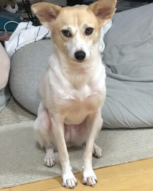 Mari Nishio Instagram - 💓💓💓💓💓💓💓💓💓💓
せっちゃん、お母さんだった説‼️
もぉドラマチック過ぎます！雑誌デビューをしたせっちゃんですが.なんと！それをご覧になった方からのご連絡があり、ご家族になったワンちゃんがせっちゃんの、子供ちゃんだったのでーーーーす❣️
凄い❣️感動🥺
お互いに、それぞれ幸せになっているという事をシェアしたくて、飼い主様に了承を得て、お写真掲載させていただきます！再会的な事はさておき、本当にかけがえのない生命がこうして、育まれてる事が、素晴らしい👏👏👏👏のです！せっちゃん、貴方の、その、貫禄はおっかさんだったからなのだね。もう、本当になんと言うか、泣いちゃう😭😭😭😭😭😭😭😭おっかさん‼️せっちゃん‼️
ありがとう天然生活さん！
1枚目2枚目はせっちゃんのお子さんの。
3枚目4枚目はせっちゃんでつ！
#せっちゃん
#元保護犬
@tennenseikatsu
#そっくり親子模様の位置も