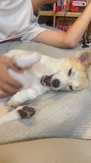 Mari Nishio Instagram - せっちゃん。
せっちゃんは、ほとんど尻尾を振りません。なので、感情を読み取る事が難しいです。が、おなかなでなでの時は口を開けます。嫌そうな感じでは無いので、尻尾フリフリと同じと思ってます。お腹なでなではお兄ちゃんのが1番好きそうでつ。
#せっちゃん
#元保護犬