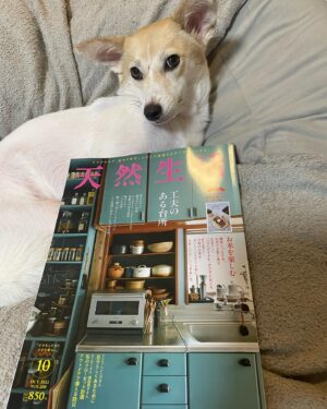 Mari Nishio Instagram - わーい！わーい！
せっちゃん雑誌デビューでつ！
天然生活さんで、取材して頂きました！
保護犬と暮らすというコラムです！
宜しくーーーーーー🐕
#せっちゃん
#元保護犬
#天然生活
#扶桑社
@tennenseikatsu