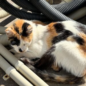 Mari Yamazaki Instagram - 温泉の流れるチューブの間で温まるミケちゃん