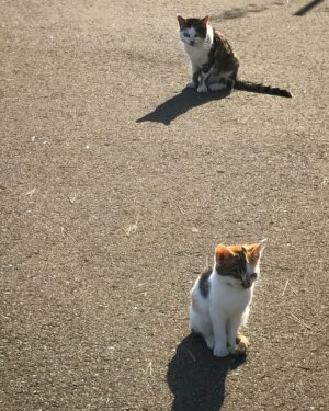 Mari Yamazaki Instagram - ほど良い距離感