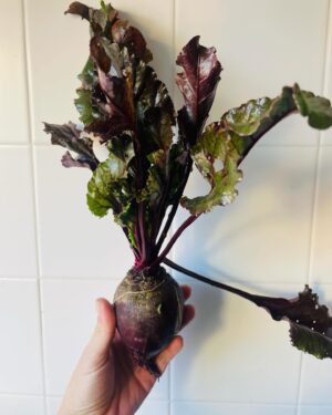 Maria Dias Instagram - Voltei ao sistema de receber cabazes e honestamente só vejo vantagens!
💚Primeira, basta olhar e cheirar, mesmo antes de provar. Fresco, vibrante, delicioso.
💚Sei quem produz e apoio directamente o produtor, sem intermediários.
💚Sei como é produzido, sem pesticidas, fertilizantes sintéticos e outros 💩 venenosos.
💚É entregue em casa. 0 esforço.
💚Variedade!! Aleluia. Nem só de brócolos se vive no Inverno.
💚Da estação, respeitando o ciclo da Natureza e do corpo.
💚Muito mais criatividade na hora de cozinhar.
💚Honestamente, fica muito mais económico do que comprar os bio plastificados do supermercado.
💚Menos plástico, menos embalagens, menos desperdício.
💚E o sabor? 🫠
Olhem só as folhas de mostarda da foto? Já provaram? São tão boas que só precisam de um bom fio de azeite!
Procure produtores perto de si ♥️ Experimente!