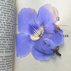 María Evoli Instagram - Hoy es lunes 15 de enero del 2024 y estoy en el sur.
Hay flores. 
Hay muchos árboles. 
Hace calor.
Ella me dijo que su aroma favorito es el de la flor del tilo.
No he vuelto a ver ese árbol de las flores de pelitos que huelen divino. 
La falda rosa se rompió; aún la puedo coser. Se sustituyó por un vestido negro.
La remera de rayas la guardaré, puede volverse un trapo, o tal vez la siga usando.
No quiero dejar de caminar jamás. 
¿Para qué camino?, apunté en el cuaderno.
Tal vez quiero estar siempre en un lugar que no es el mío. ¿Cuál es mi lugar? 
Para encontrar.
Para que el cuerpo duela.
Para inventar.