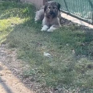 Maria Obretin Instagram - Avem aici o minune de catelus de care are grija doamna Carmen Tanase deocamdata. Ea are curtea plina deja de catelusi. Iedul acesta minunat si zdravan are nevoie de o familie a lui, de o curticica, de iubire! Haideti sa dam share, poate ii gasim o familie! Va multumim, vom insista pe acest subiect pana gasim un loc al lui!
