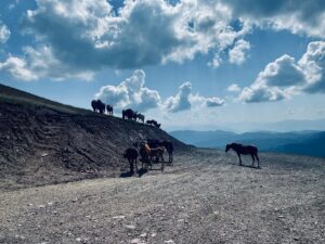 Maria Valentina Principi Instagram - Flora&Fauna/Random
🌱 🐄 🐎 
#montenegro #discovery #naturelovers #horses #sky #green #clouds #wild