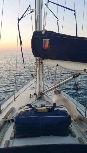 Marianna De Micheli Instagram - Barca a vela partenza all'alba
#barcaavela #barca #mare #vale #alba #gatto #bamar