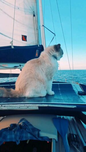 Marianna De Micheli Instagram - Sailing cat ⛵🐈
#barcaavela #gatto #short