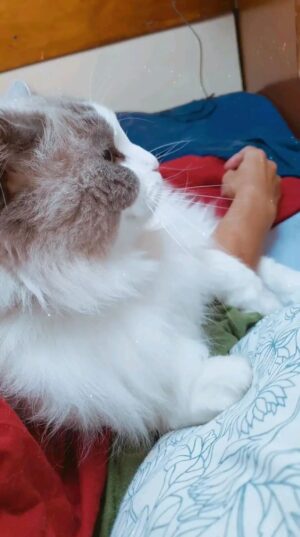 Marianna De Micheli Instagram - 😘🐈