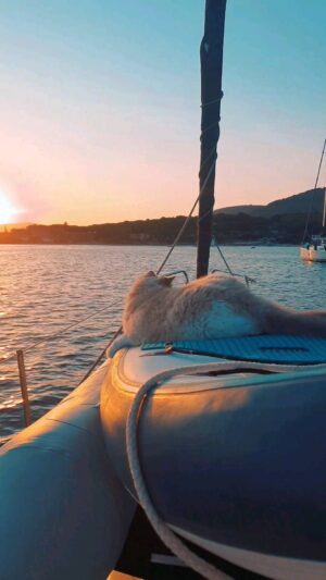 Marianna De Micheli Instagram - Jingjok al tramonto #short