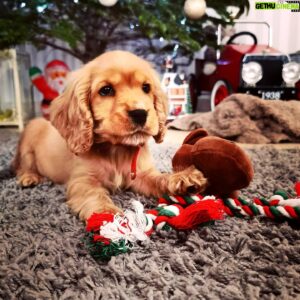 Mario Barravecchia Instagram - #SaintNicolas nous a fait un beau cadeau 😊🎁...
Je vous présente #Romeo ❤️

#nouveaumembredelafamille #chiot #dog #cockerspaniel #cockeranglais #family #ilovemydog #life #christmas