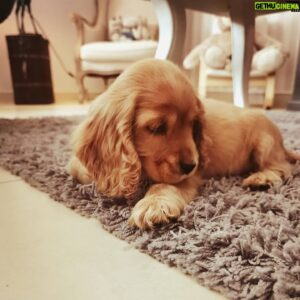 Mario Barravecchia Instagram - #SaintNicolas nous a fait un beau cadeau 😊🎁...
Je vous présente #Romeo ❤️

#nouveaumembredelafamille #chiot #dog #cockerspaniel #cockeranglais #family #ilovemydog #life #christmas