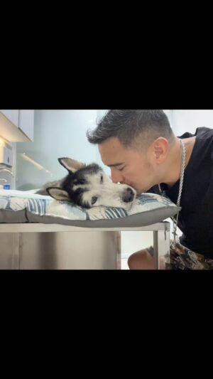 Mario Lawalata Instagram - 💔🥀🐾 #thankyoubabyboy #restinloveMAX #alldogsgotoheaven #12yrsofunconditionallove #forevermyhandsomebabyboy