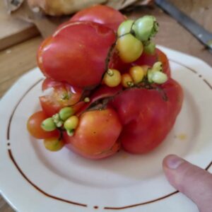 Marion Montaigne Instagram - Je vous laisse une demi-heure chrono pour me dire si je peux manger cette tomate de Tchernobyl sans risque. Merci. Peut-être adieu