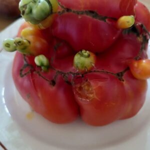 Marion Montaigne Instagram - Je vous laisse une demi-heure chrono pour me dire si je peux manger cette tomate de Tchernobyl sans risque. Merci. Peut-être adieu