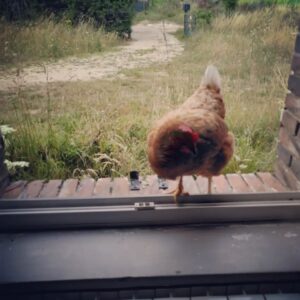 Marion Montaigne Instagram - Dernière ligne droite pour rendre tout l'album. Soutien gastrique de la pizza et moral de mon patronus, la poule. 
Bisous.