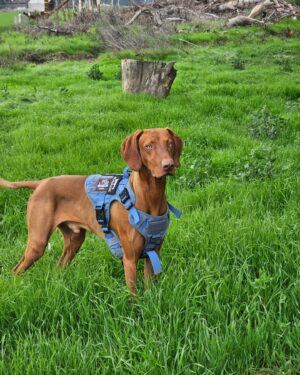 Marion Reneau Instagram - Gotta love our little runs! And before you ask about Hershey,  she has been on the struggle bus lately.  She can't do as many miles or keep up.  So she does the long walks instead of the runs.  @darce_vader_vizulapup 
.
#Vizsla #VizslaLife #VizslaLove #VizulaofInstagram #ViszulaMom #DARCE #DarceVader #dogs_of_instagram #dogoftheday #MarionReneau #TeamReneau #Belizean