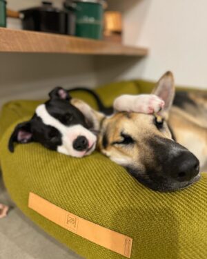 Mark Duplass Instagram - This is Murphy. He’s about 10 weeks old and he just joined our family. He loves Dave Brubeck era jazz, playing with his new friend Blue, and escaping anything that contains him. As a rescue pup, he carries that appreciation of every small thing… food, soft bed, naps in the sun. Today I’m going to let him inspire me. I am going to remind myself that we are all lucky to be here, at all. And when I get home from work I’m going to snuggle the shit out of him.