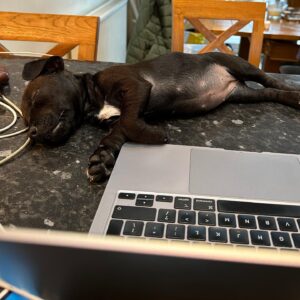 Mark Rowley Instagram - My new writing partner… easily distracted, naps on the job and likes to chew things.