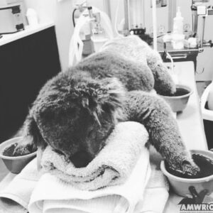 Mark Webber Instagram - I LOVE my animals and I love my country and its fighting spirit. 
At the moment the devastation the fires are causing is horrific.
I’ve been extremely touched by the contact from friends all around the world checking in and asking how they can help. @wireswildliferescue is a great place to start if you’d like to contribute. 🙏