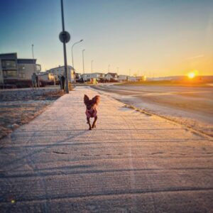 Markéta Irglová Instagram - My companions on these beautiful winter walks ❄️