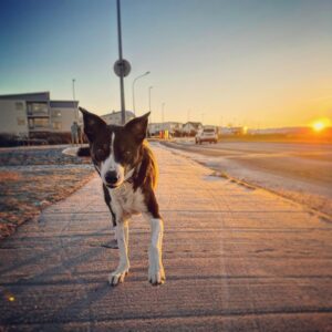 Markéta Irglová Instagram - My companions on these beautiful winter walks ❄️
