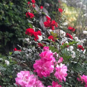 Marley Shelton Instagram - Plenty of time to stop and smell the flowers these days.  Backyard roses and cup of golds.  My favorite.
