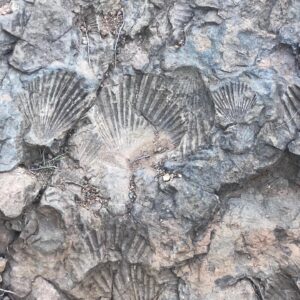 Marley Shelton Instagram - More on the #Ranch4Day. So much inspiration in nature (and YES those are real fossils of sea shells high in the Santa Monica mountains). Lots of laughs geeking out with my partner in crime @mandessa who is an animal on the trail!  And I never thought I’d say this, but the plant based burger they served was delicious.  But of course you can’t beat soaking in an epsom salt bath after all was said and done, with sore muscles and a major sense of accomplishment. ✔️ Thanks again @TheRanchMalibu for kicking my butt with so much love and kindness. ❤️