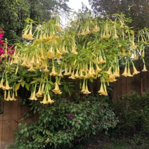 Marley Shelton Instagram - Plenty of time to stop and smell the flowers these days.  Backyard roses and cup of golds.  My favorite.