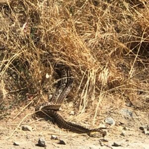 Marley Shelton Instagram - Had to post this craziness!  Spotted on my neighborhood hike.  Yes, those are two giant rattle snakes intertwined.  Watch your step out there! 😳