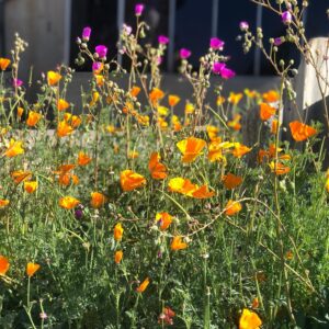 Marley Shelton Instagram - Cali flowers.  Spring isn’t canceled.