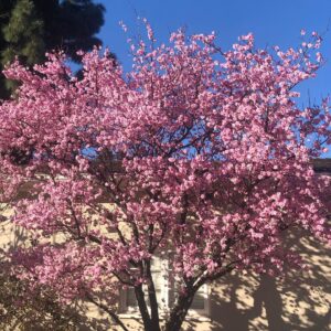 Marley Shelton Instagram - The beauty of February.  #cherryblossoms #neighborhoodmoments