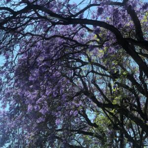 Marley Shelton Instagram - There’s no place like home #jacarandaseason