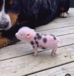 Marta Dusseldorp Instagram - Dreaming about a possible (not confirmed!) Season 2 of Bay Of Fires ... this little piglet was in my dream.... 
Feels about right.

From little things, big things grow 🌱☘️🍀🌳

Bay Of Fires ◇◇ - binge it ALL on @abctv Iview NOW.

@archipelago_productions 
@fremantle 
@fremantleaus 
@screenaustralia 
@screentasmania 
@wearevicscreen