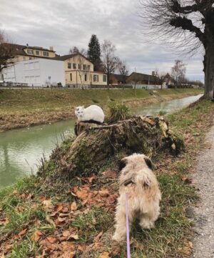Marta Fernandes Instagram - Hoje demos uma volta por Payerne, uma pequena cidade suiça, onde os patos se divertem a serem levados pela corrente do rio. A limpeza e o silêncio impressionam-me sempre. 

#travel #traveler #suiça #switzerland🇨🇭 #rio #river #winter #couple