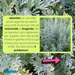 Marthe Laverdière Instagram - De l’absinthe dans ton jardin!?🤔 Ben oui! Ça se peut! Cette plante est une grande alliée dans le jardin, surtout lorsqu’on cultive bio! Je vous explique pourquoi et comment l’utiliser dans le but d’avoir un beau jardin en santé.🥰🌱
#cultivetonbonheur 💞

•

•

•

•

•

#marthelaverdiere #horticultrice #absinthe #absinthedansmonjardin #jardinbiologique #jardinbiologiquedelegumes #purinpourlejardin #insecticidenaturel #fongicidenaturel #teignedupoireau #mouchedelacarotte #limaces #pierideduchou #jardinagenaturel #jardinagebio #jardinerbio