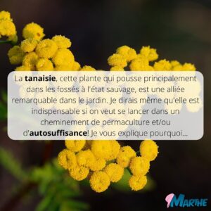 Marthe Laverdière Instagram - Connaissez-vous la tanaisie?🌼
Si vous me suivez depuis un petit bout, vous avez sûrement déjà entendu parler du purin de tanaisie! J’ai fait quelques capsules Youtube sur le sujet et j’aimerais vous expliquer pourquoi je considère que c’est une plante indispensable à avoir dans sa cour, surtout lorsqu’on veut être bio, faire de la permaculture et/ou commencer à être de plus en plus autosuffisant.🌱J’espère que ça pourra vous guider!
Pour voir la capsule sur le même sujet, rendez-vous sur la chaîne Youtube des serres Li-Ma!☺️
#cultivetonbonheur 💕

•

•

•

•

•

#marthelaverdiere #horticulture #horticultrice #tanaisie #fleur #flowers #insecticide #répulsif #insecticidenaturel #jardin #jardinage #jardinageécologique #permaculture #bio #poule #poulailler #autosuffisance #plante #conseilhorticole