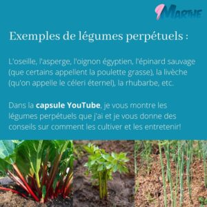 Marthe Laverdière Instagram - Avez-vous vu ma capsule sur les légumes perpétuels?🤔 Je vous en parle ici! Vous pouvez aussi aller sur le Youtube des Serres Li-Ma pour voir ma capsule sur le sujet!
Vive les légumes perpétuels!🌱🥰 En avez-vous chez vous? Dites-moi dans les commentaires!👇🏻
#cultivetonbonheur 💕

•

•

•

•

•

#marthelaverdiere #legumesperpetuels #légumesperpétuels #légumesvivaces #legumesvivaces #horticultrice #horticultureconsciente #jardinecologique #jardinageconscient #oignonegyptien #asperges #epinardsauvage #liveche #livèche #rhubarbe #rhubarbedujardin