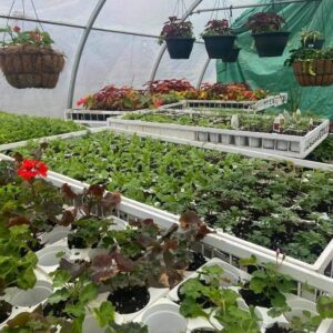 Marthe Laverdière Instagram - Je vous fais un petit tour rapide de ma belle serre🪴💕☺️
👉🏻Glissez vers la gauche pour les vidéos!

•

•

•

•

#marthelaverdiere #horticulture #horticultrice #printemps2021 #printemps #printempsquebecois #serres #jardin #jardinage #plaisirsimple