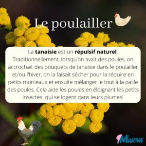 Marthe Laverdière Instagram - Connaissez-vous la tanaisie?🌼
Si vous me suivez depuis un petit bout, vous avez sûrement déjà entendu parler du purin de tanaisie! J’ai fait quelques capsules Youtube sur le sujet et j’aimerais vous expliquer pourquoi je considère que c’est une plante indispensable à avoir dans sa cour, surtout lorsqu’on veut être bio, faire de la permaculture et/ou commencer à être de plus en plus autosuffisant.🌱J’espère que ça pourra vous guider!
Pour voir la capsule sur le même sujet, rendez-vous sur la chaîne Youtube des serres Li-Ma!☺️
#cultivetonbonheur 💕

•

•

•

•

•

#marthelaverdiere #horticulture #horticultrice #tanaisie #fleur #flowers #insecticide #répulsif #insecticidenaturel #jardin #jardinage #jardinageécologique #permaculture #bio #poule #poulailler #autosuffisance #plante #conseilhorticole