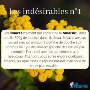 Marthe Laverdière Instagram - Connaissez-vous la tanaisie?🌼
Si vous me suivez depuis un petit bout, vous avez sûrement déjà entendu parler du purin de tanaisie! J’ai fait quelques capsules Youtube sur le sujet et j’aimerais vous expliquer pourquoi je considère que c’est une plante indispensable à avoir dans sa cour, surtout lorsqu’on veut être bio, faire de la permaculture et/ou commencer à être de plus en plus autosuffisant.🌱J’espère que ça pourra vous guider!
Pour voir la capsule sur le même sujet, rendez-vous sur la chaîne Youtube des serres Li-Ma!☺️
#cultivetonbonheur 💕

•

•

•

•

•

#marthelaverdiere #horticulture #horticultrice #tanaisie #fleur #flowers #insecticide #répulsif #insecticidenaturel #jardin #jardinage #jardinageécologique #permaculture #bio #poule #poulailler #autosuffisance #plante #conseilhorticole