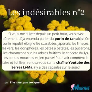 Marthe Laverdière Instagram - Connaissez-vous la tanaisie?🌼
Si vous me suivez depuis un petit bout, vous avez sûrement déjà entendu parler du purin de tanaisie! J’ai fait quelques capsules Youtube sur le sujet et j’aimerais vous expliquer pourquoi je considère que c’est une plante indispensable à avoir dans sa cour, surtout lorsqu’on veut être bio, faire de la permaculture et/ou commencer à être de plus en plus autosuffisant.🌱J’espère que ça pourra vous guider!
Pour voir la capsule sur le même sujet, rendez-vous sur la chaîne Youtube des serres Li-Ma!☺️
#cultivetonbonheur 💕

•

•

•

•

•

#marthelaverdiere #horticulture #horticultrice #tanaisie #fleur #flowers #insecticide #répulsif #insecticidenaturel #jardin #jardinage #jardinageécologique #permaculture #bio #poule #poulailler #autosuffisance #plante #conseilhorticole