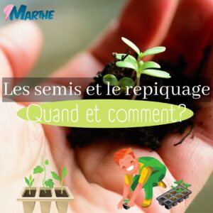 Marthe Laverdière Instagram - Le temps des semis continue!🌱 Plusieurs d’entre vous êtes rendus à l’étape du repiquage, voici donc un petit guide qui pourra vous aider!
Rendez-vous sur le Youtube des Serres Li-Ma pour la capsule sur le même sujet, vous pourrez voir concrètement comment je fais!
Bon repiquage!✨☺️
#cultivetonbonheur 💕

•

•

•

•

•

#marthelaverdiere #horticultrice #repiquage #semis #trucsemis #repiquagesemis #fairedessemis